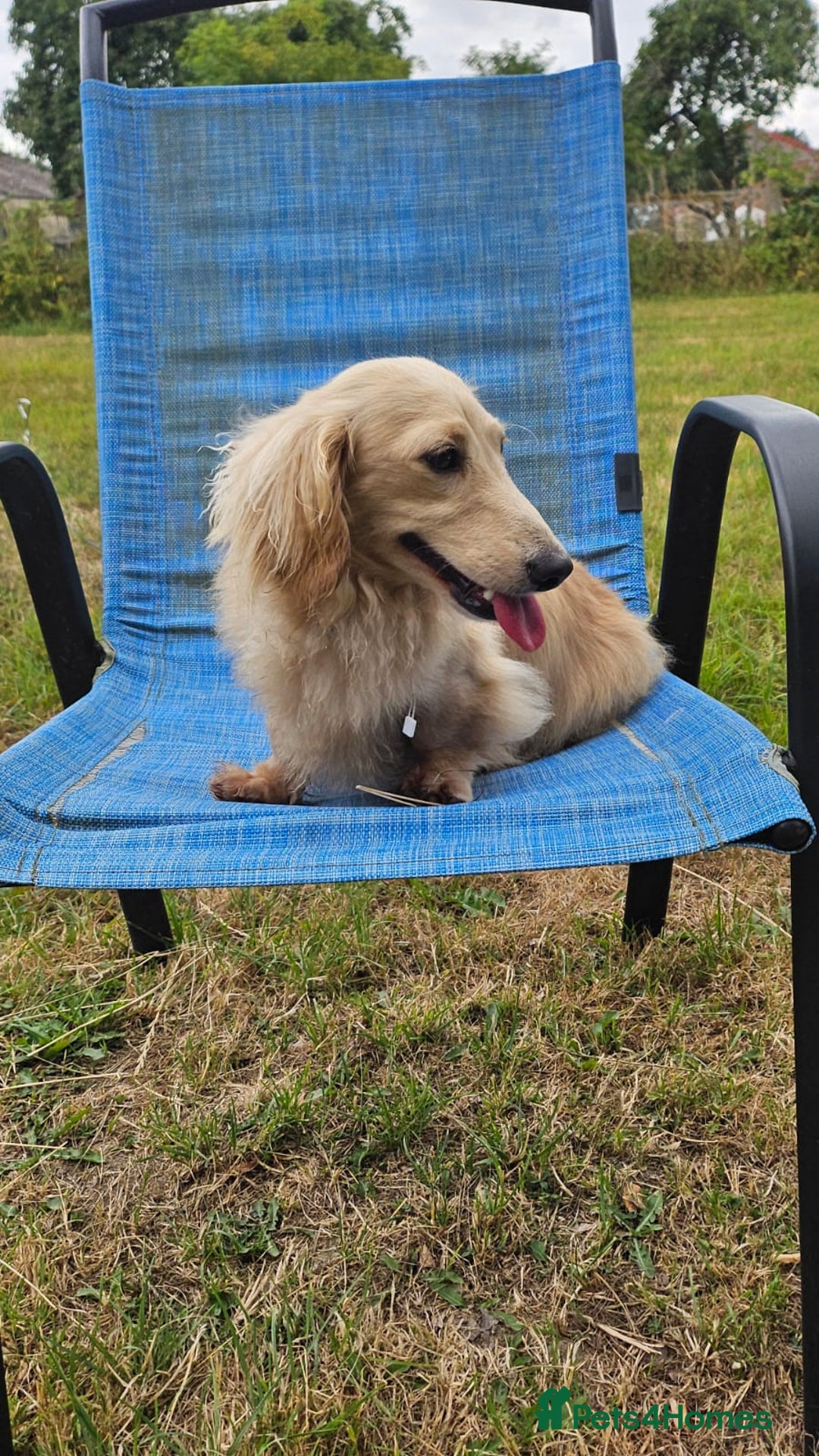 Miniature Dachshund dogs for sale: Miniature long haired daschunds  - Advert 16