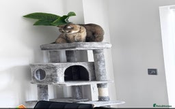 British Shorthair cats for sale: 2 x male BSH brothers - Image 3