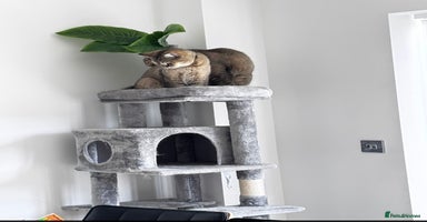 British Shorthair cats - Advert 4