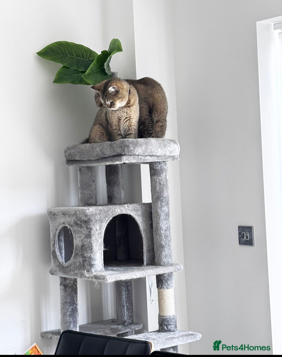 British Shorthair cats for sale: 2 x male BSH brothers - Image 3
