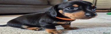 Miniature Dachshund Puppy 2