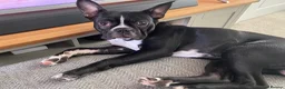 Boston Terrier dogs for sale: Muffin a 4 year old Boston terrier  - Advert 11
