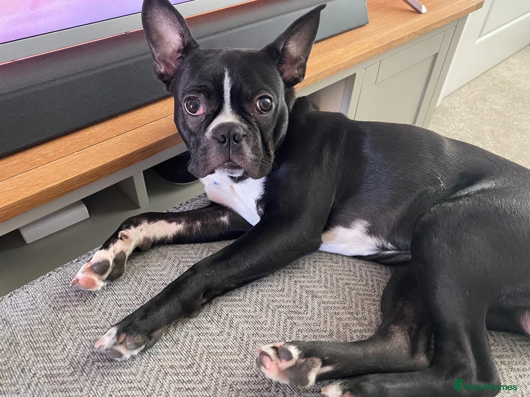 Boston Terrier dogs for sale: Muffin a 4 year old Boston terrier  - Advert 11