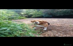 Beagle dogs for sale: Searching home for Tarah ! - Image 2