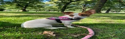 Jack Russell dogs for sale: Jack Russell Puppies in York - Advert 31