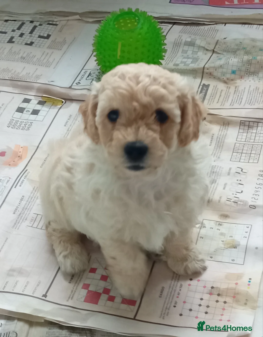 Mini Goldendoodle dogs for sale: Gorgeous Miniature Double Doodle puppies  - Advert 18