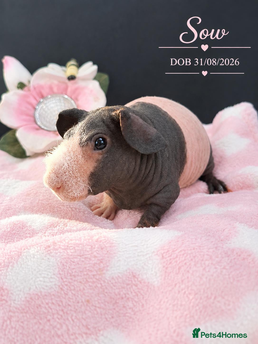 Guinea Pig rodents for sale: Purebred skinny pigs 💥 - Advert 12