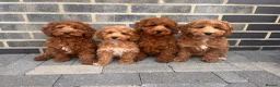 Cockapoo dogs for sale: GORGEOUS RED COCKAPOO PUPPYS 2GIRL 2BOYS READY NOW - Advert 1