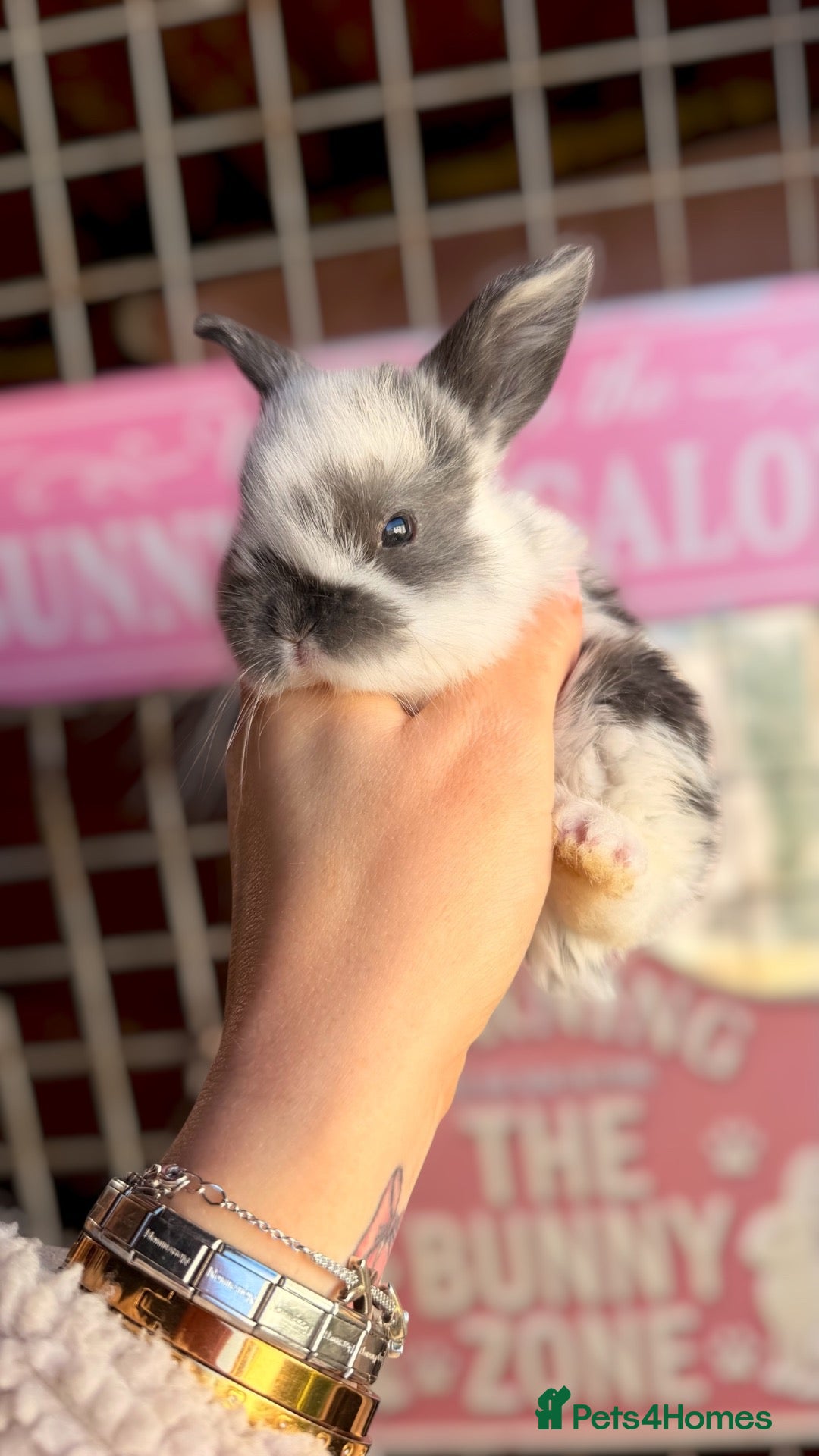 Mini Lop rabbits Mini Lop Rabbits - Advert 1