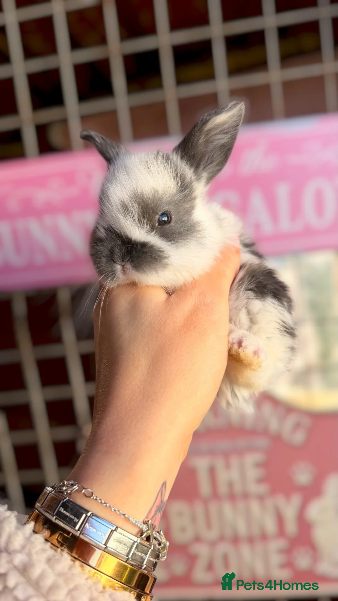 Mini Lop rabbits for sale: Mini Lop Rabbits - Advert 1
