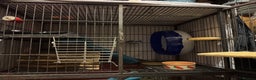 Chinchilla rodents for sale: Male chinchillas for sale (bonded  - Advert 2