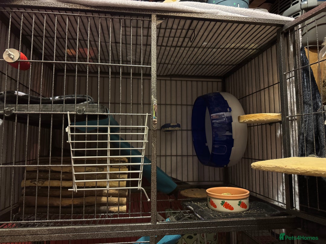 Chinchilla rodents for sale: Male chinchillas for sale (bonded  - Advert 2