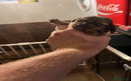 Miniature Dachshund dogs for sale: 4 long hair dachshund  - Image 9