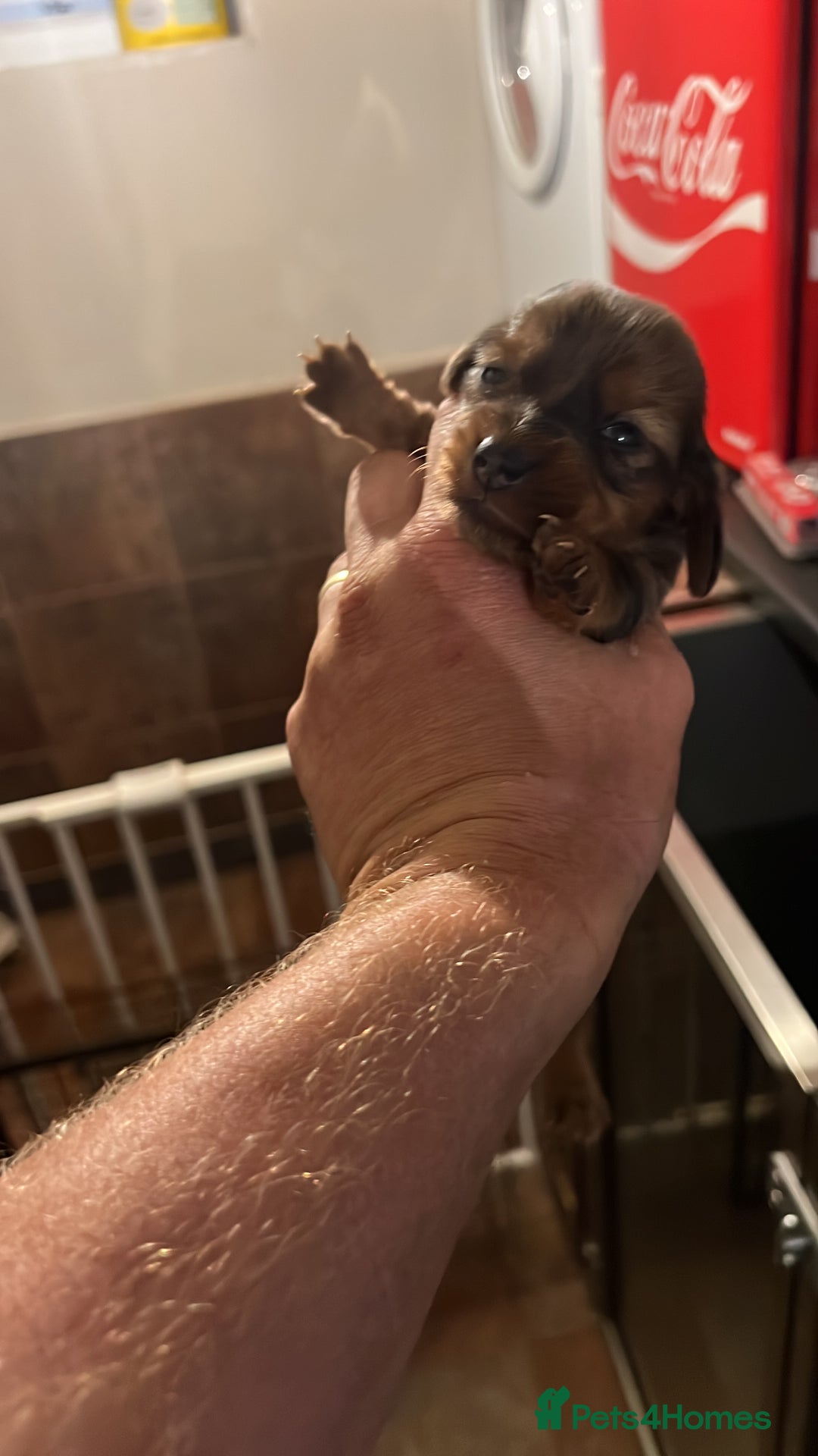 Miniature Dachshund dogs for sale: 4 long hair dachshund  - Image 9