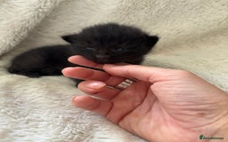 Mixed Breed cats for sale: Ragdoll X kittens  - Image 6