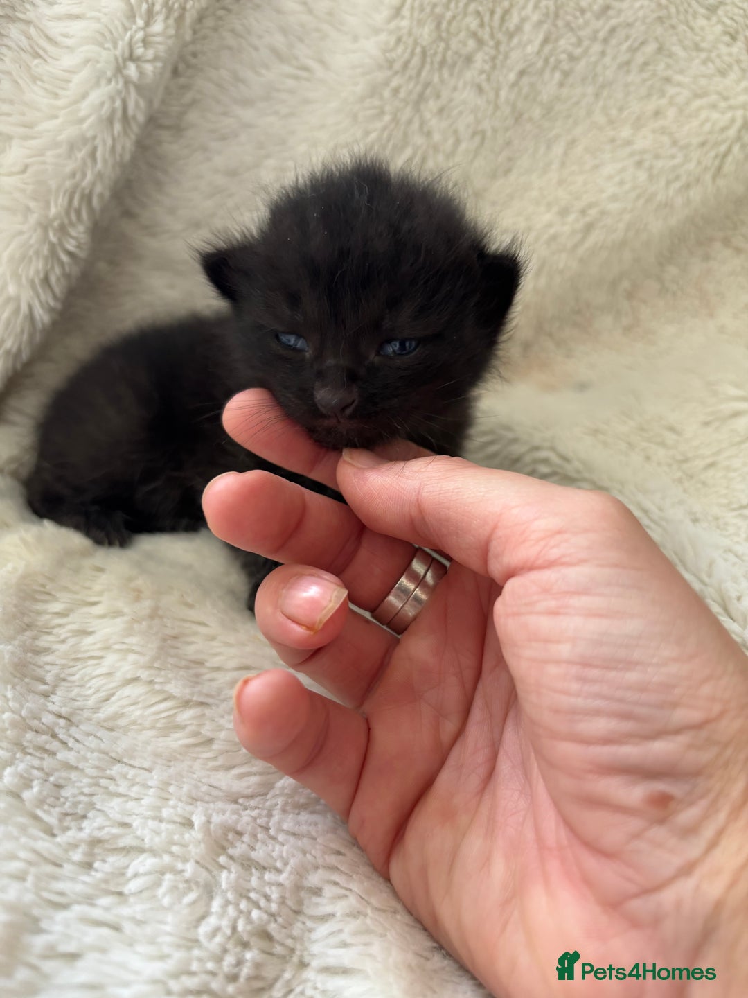 Mixed Breed cats for sale: Ragdoll X kittens  - Image 6