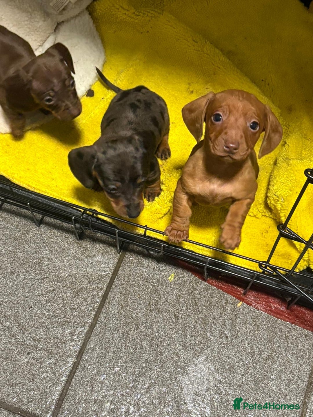 Dachshund dogs for sale: Dachshund puppies  - Advert 10