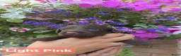 Cockapoo dogs for sale: 6 Stunning Chocolate Toy Cockerpoos - Advert 14