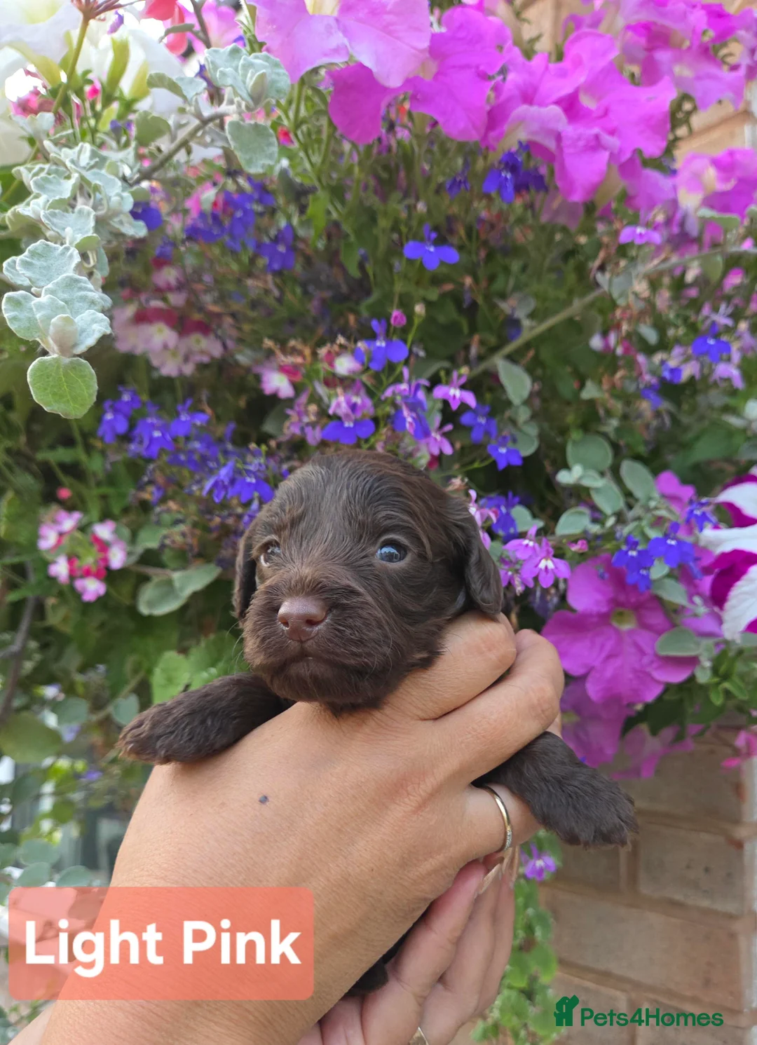 Cockapoo dogs for sale: Stunning F1 Chocolate Toy Cockerpoos - Advert 25