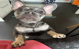 French Bulldog dogs for sale: Lovely French Bulldog Female for sale - Image 2