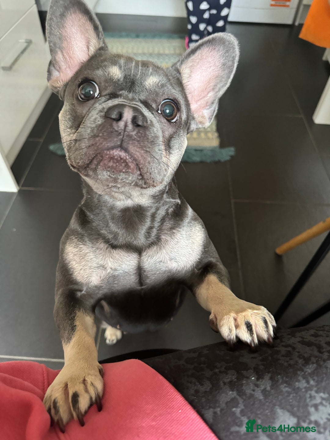 French Bulldog dogs for sale: Lovely French Bulldog Female for sale - Image 2