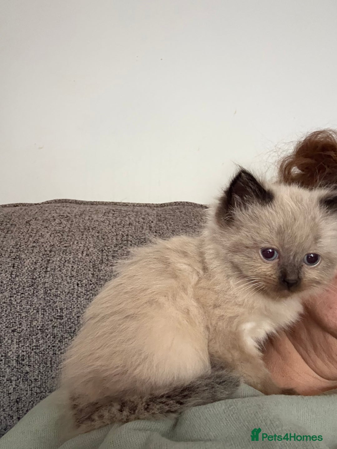 Ragdoll cats for sale: Beautiful, fluffy seal point ragdoll babies - Advert 11