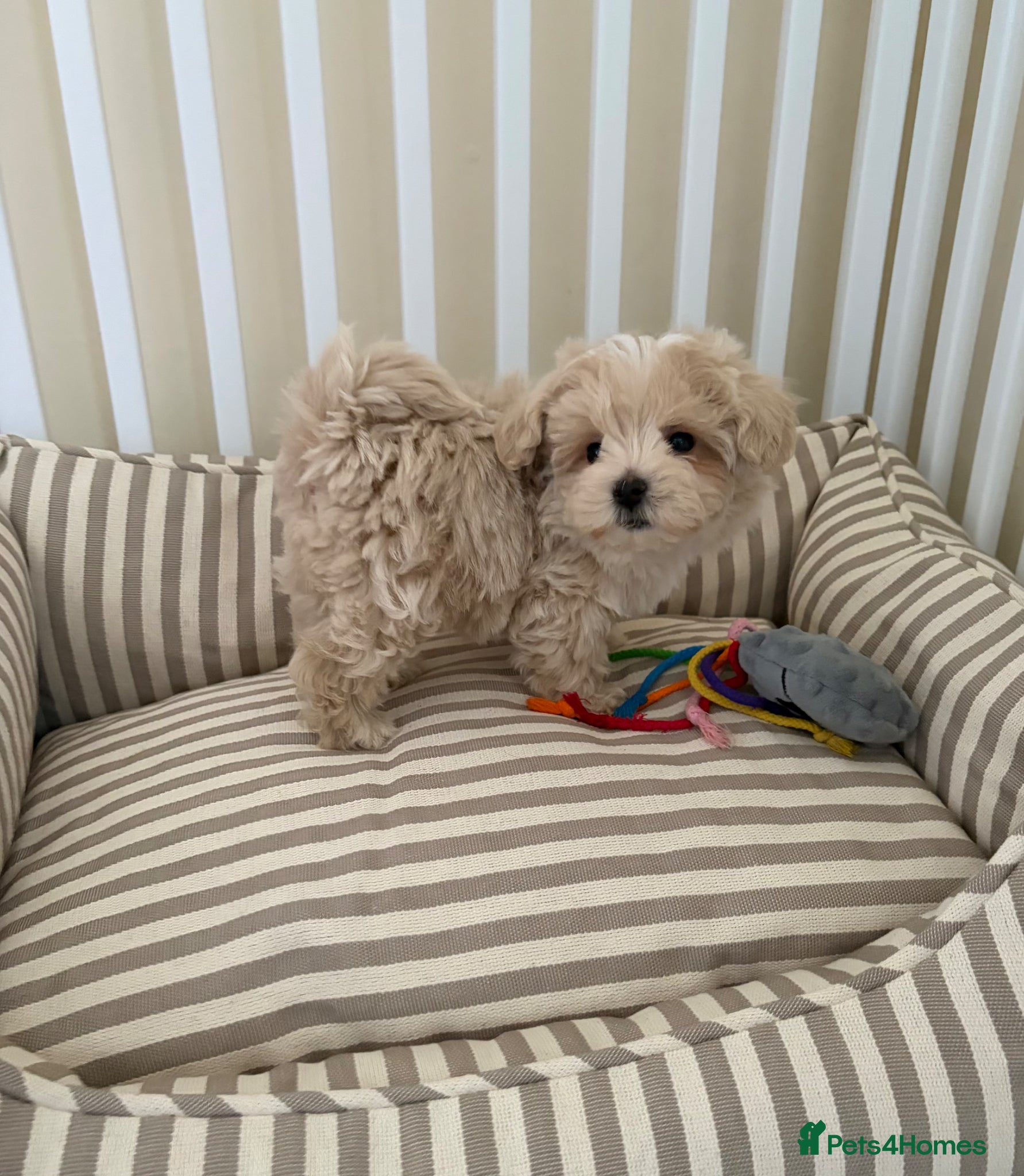 Maltipoo dogs 5🌟Korean maltipoo puppies health tested - Advert 2