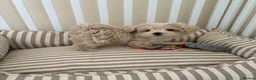 Maltipoo dogs for sale: 5🌟Korean maltipoo puppies health tested - Advert 2