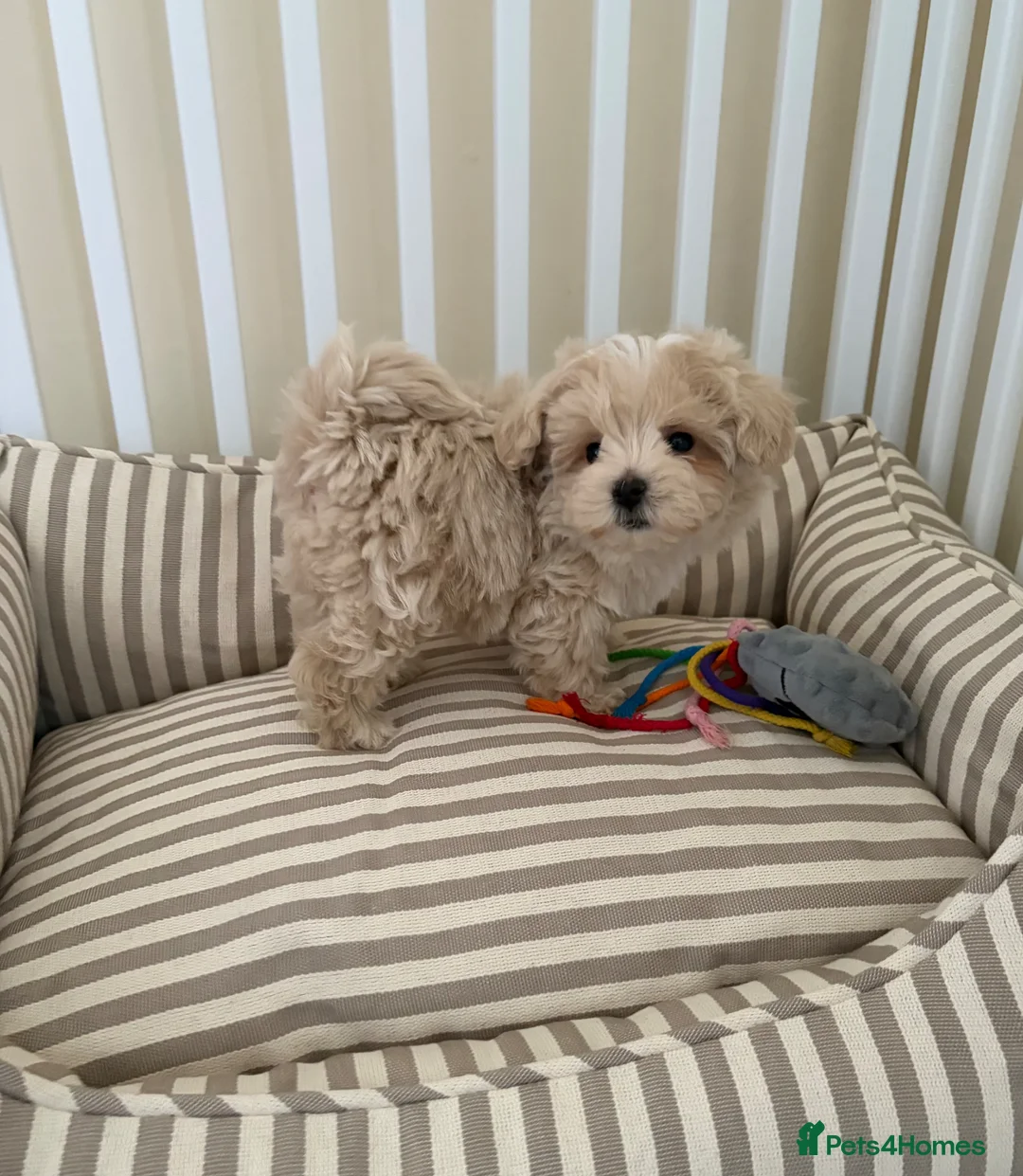 Maltipoo dogs for sale: 5🌟Korean maltipoo puppies health tested - Advert 2