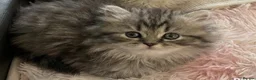 Persian cats for sale: Persian chinchilla kittens  - Advert 2