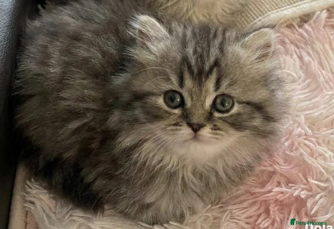Persian cats for sale: Persian chinchilla kittens  - Advert 2