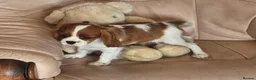Cavalier King Charles Spaniel dogs for sale: Beautiful Cavalier King Charles Spaniel puppy - Advert 4