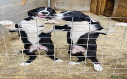 Border Collie dogs for sale: Beautiful border collies - Image 2