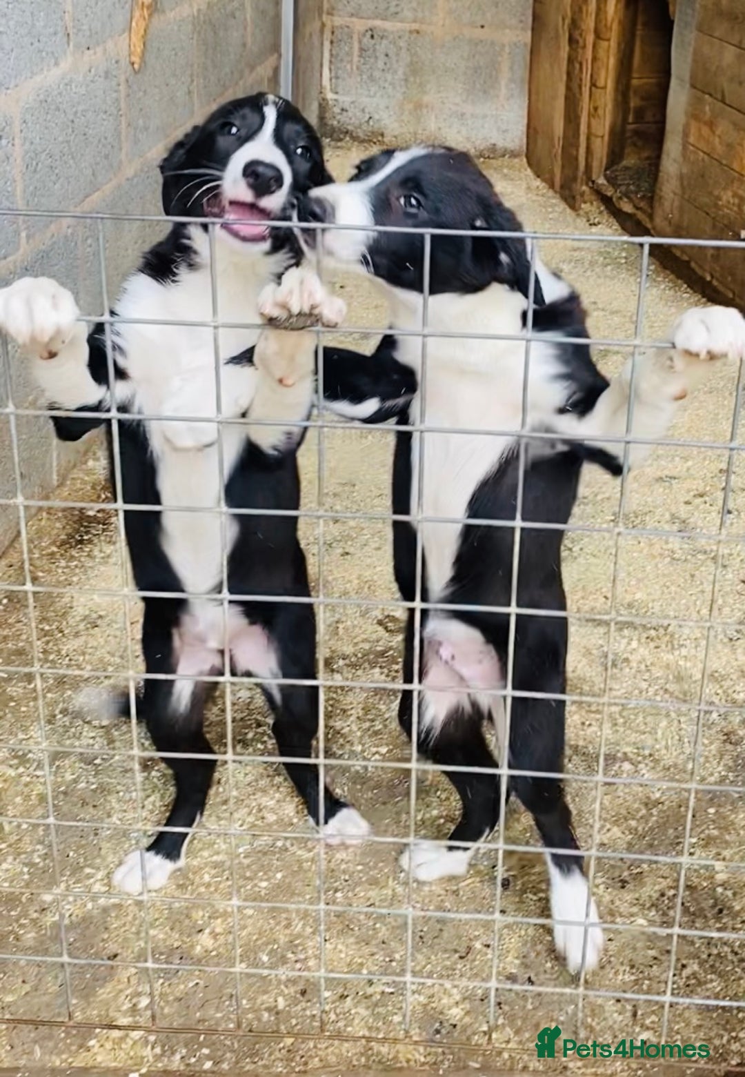 Border Collie dogs for sale: Beautiful border collies - Image 2