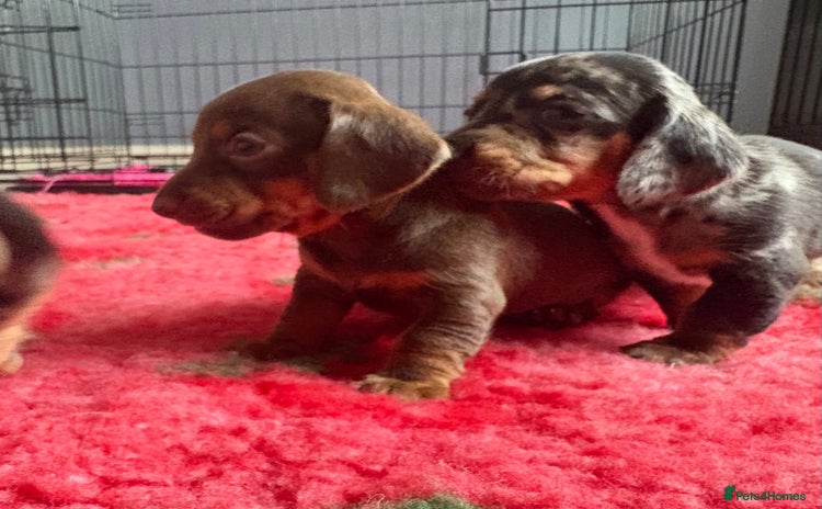 Dachshund dogs - Advert 1