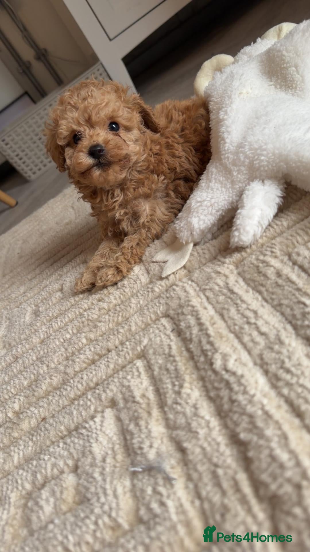 Miniature Poodle dogs Miniature poodles 🐶❤️🩵 - Advert 6