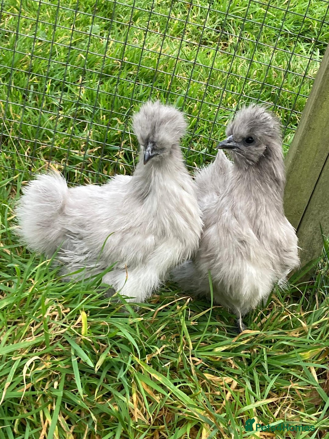 Chickens poultry for sale: Various chickens - Advert 2