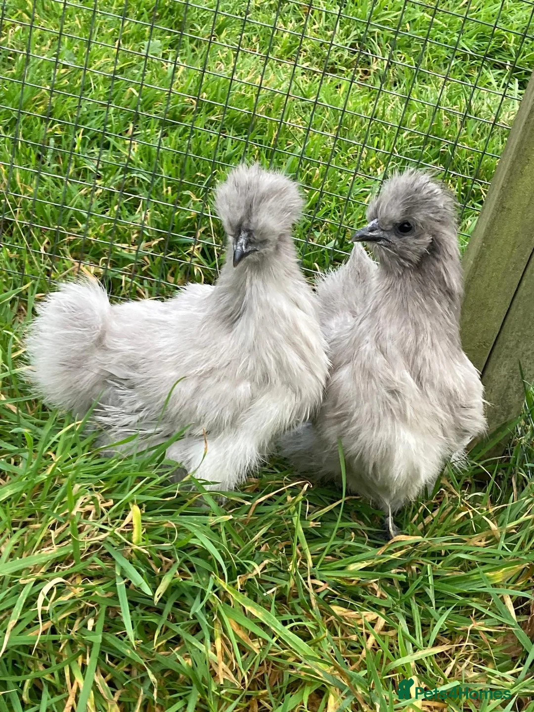 Chickens poultry for sale: Various chickens - Advert 2