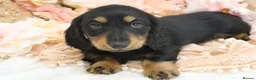Miniature Dachshund dogs for sale: KC Miniature Dachshund Longhair Puppies - Advert 15