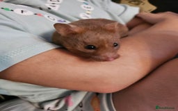 Hamster rodents for sale: Gorgeous Syrians - Image 1