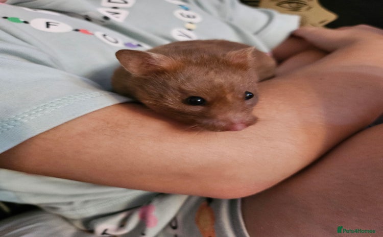 Hamster rodents - Advert 1