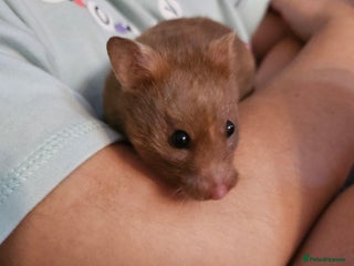 Hamster rodents - Advert 2