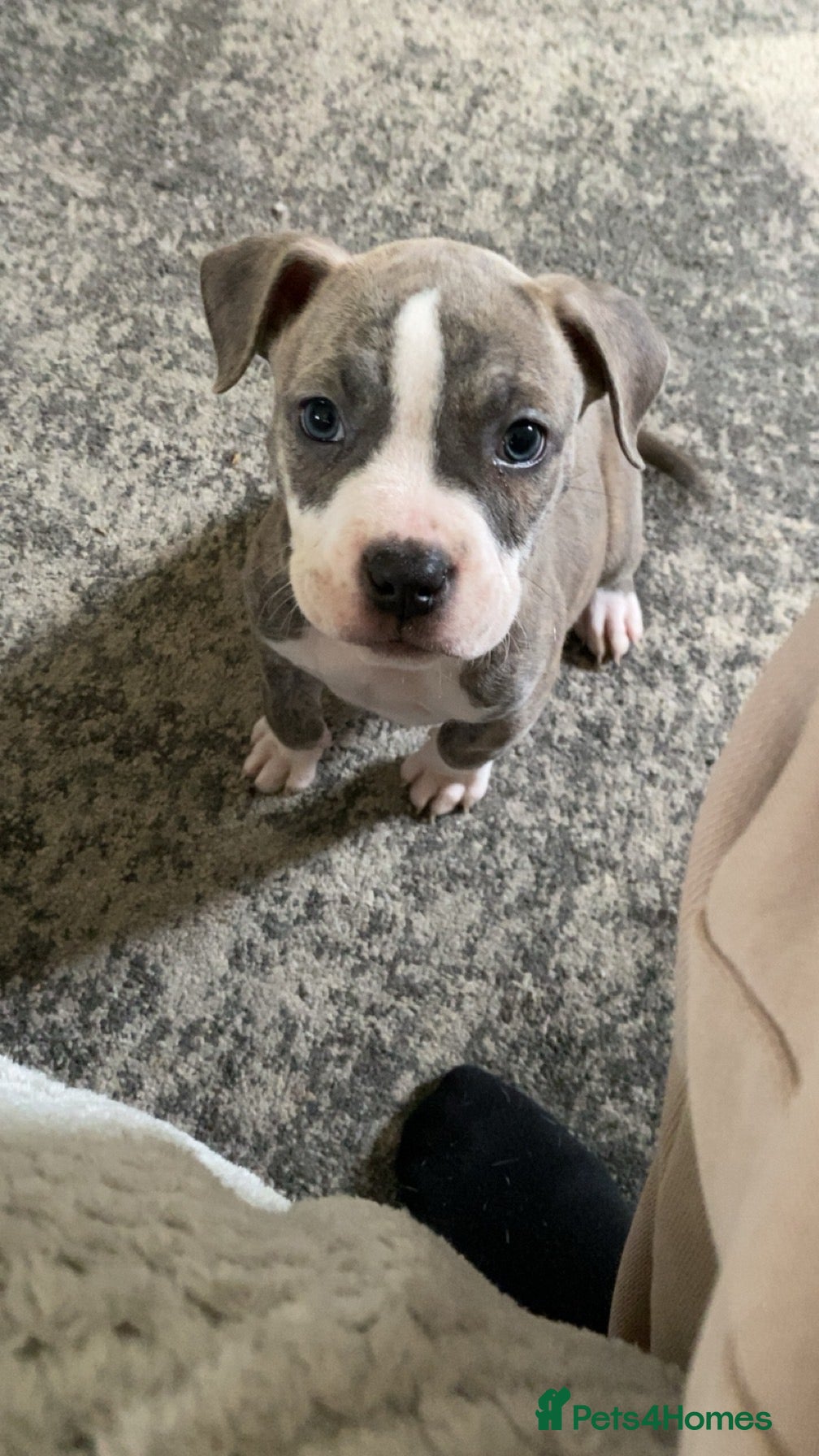 Mixed Breed dogs Pocket bully - Advert 2