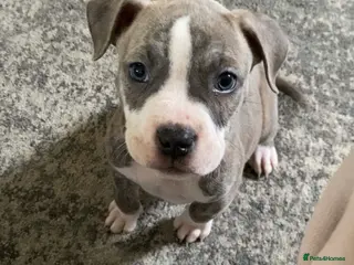 Mixed Breed dogs Pocket bully - Advert 2