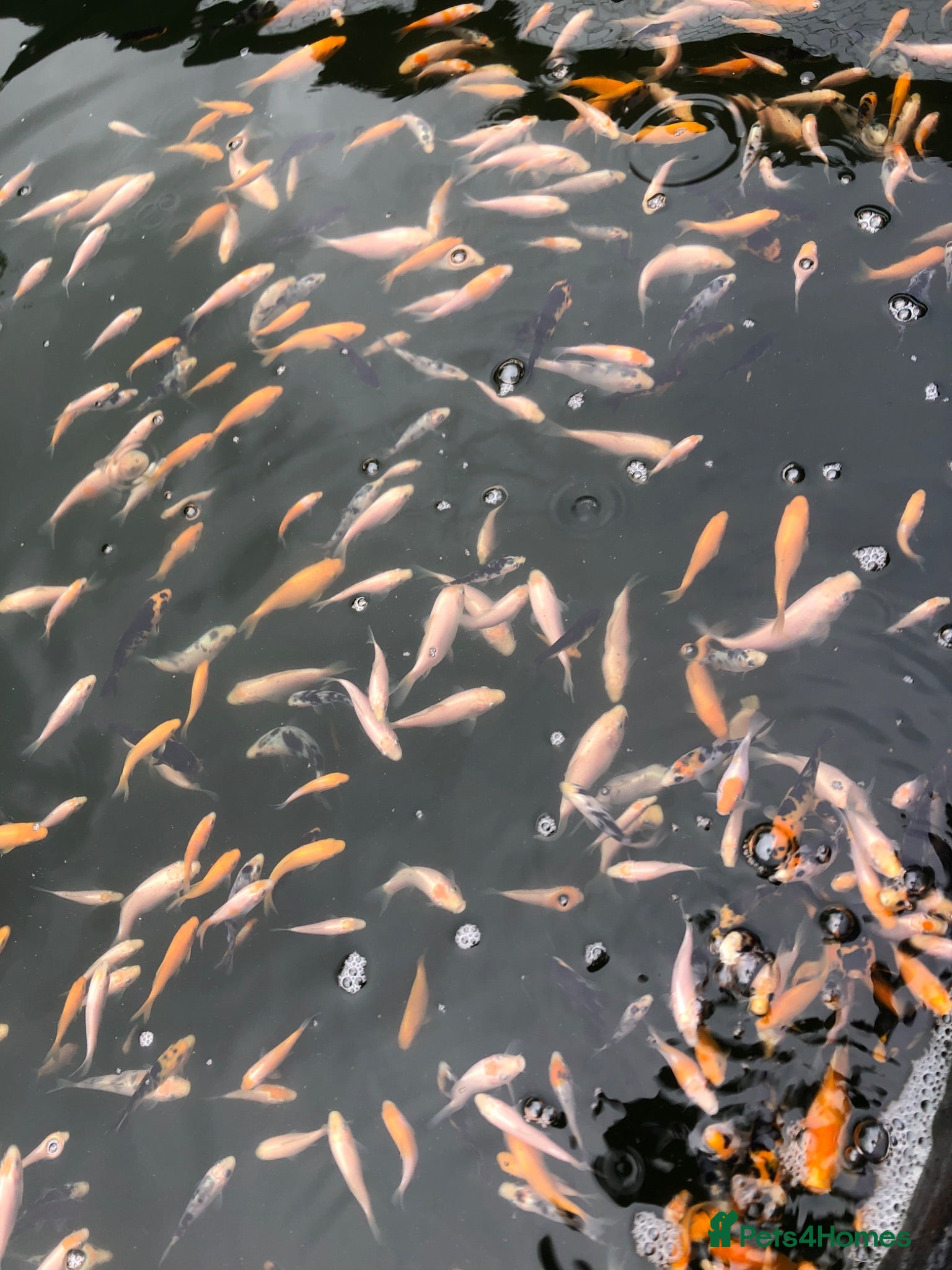 Koi Carp fish Baby koi  - Advert 1