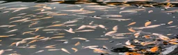 Koi Carp fish for sale: Baby koi  - Advert 1