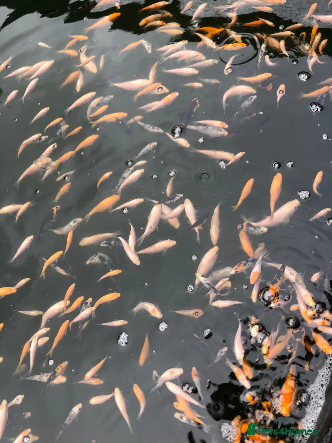 Koi Carp fish for sale: Baby koi  - Advert 1