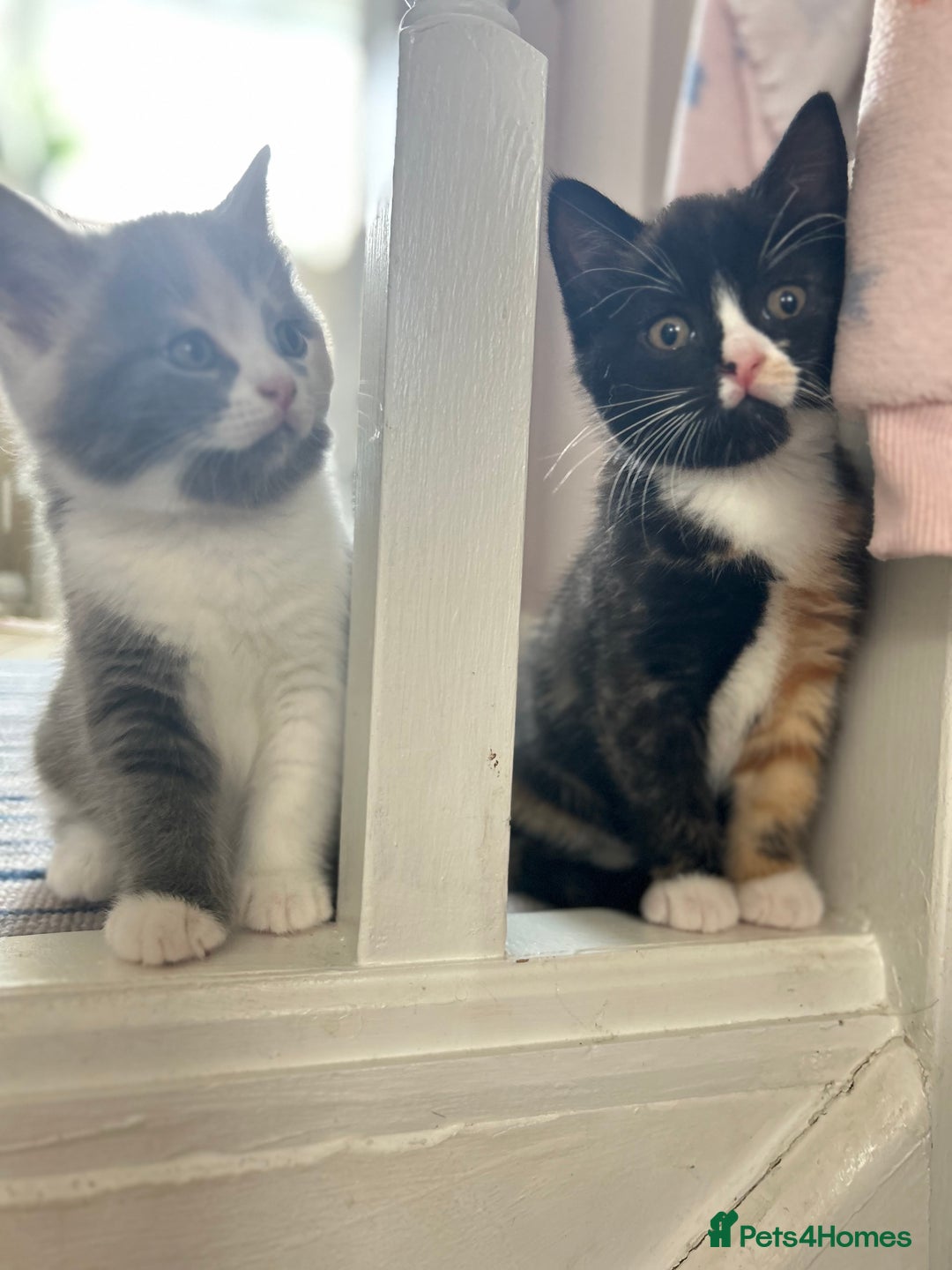 British Shorthair cats for sale: Gorgeous playful British Shorthair kittens  - Image 1