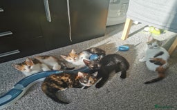Mixed Breed cats for sale: Fluffy calico kittens - Image 1