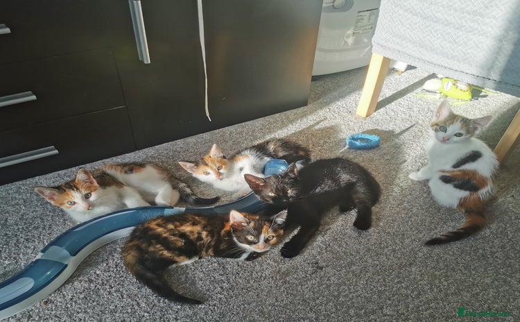 Mixed Breed cats - Advert 2